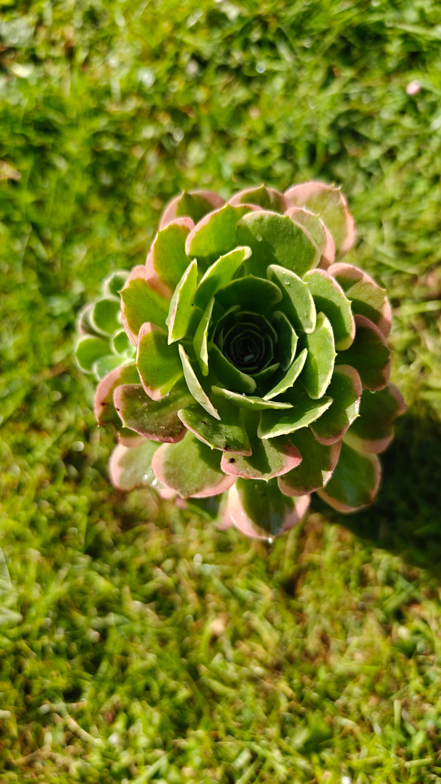 Aeonium Green Witch Variegated rooted 7cm in width UK only (Copy)