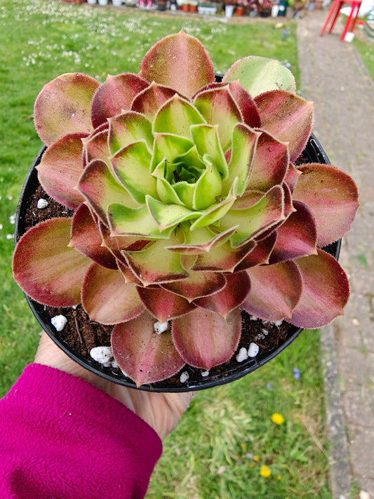 Aeonium Yellow Witch Variegated rooted 7cm in width UK only