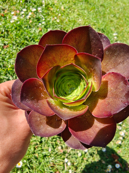 Aeonium Metallic Rose rooted 7cm in width UK only