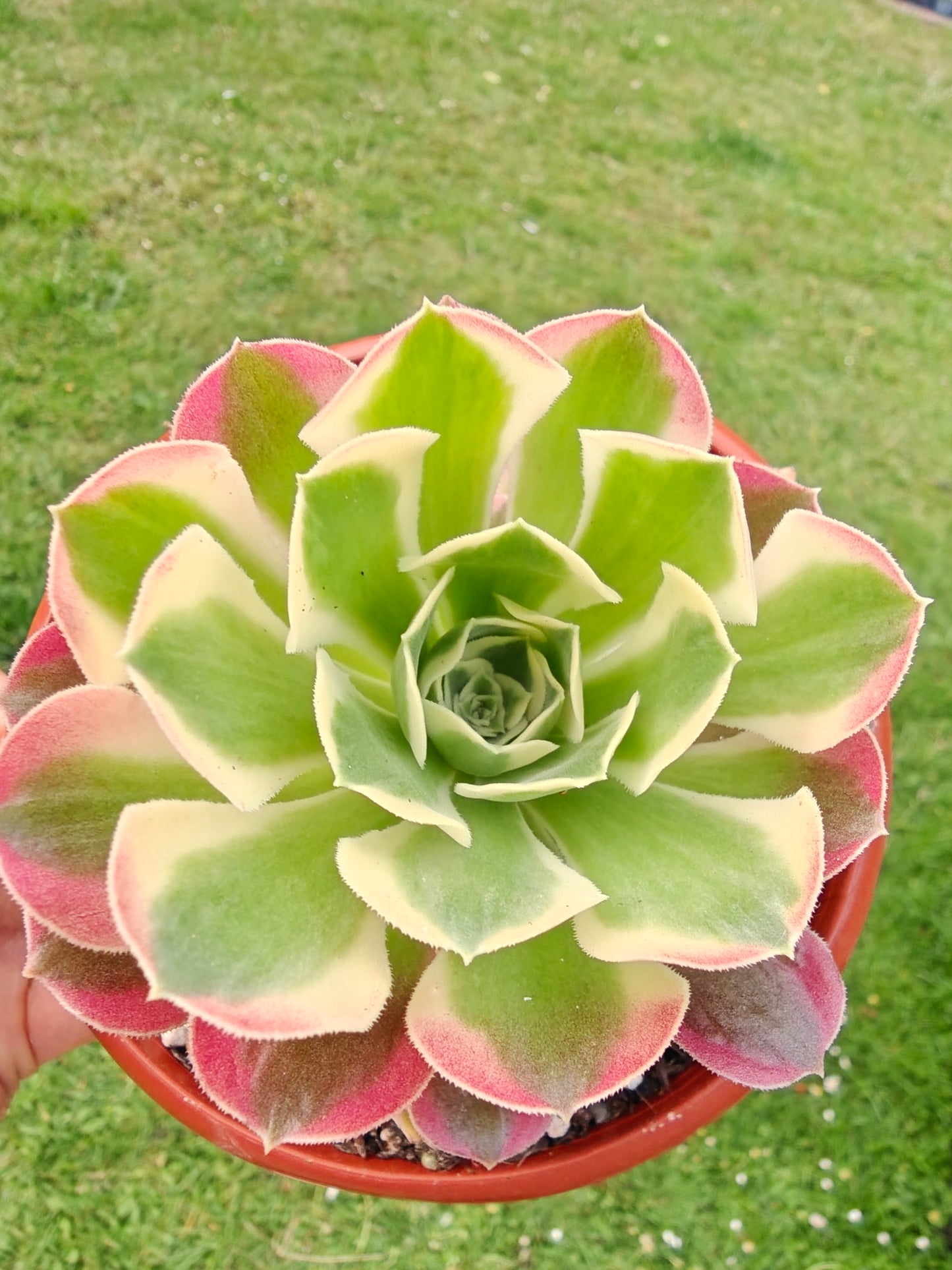Aeonium Green Witch Variegated rooted 7cm in width UK only (Copy)