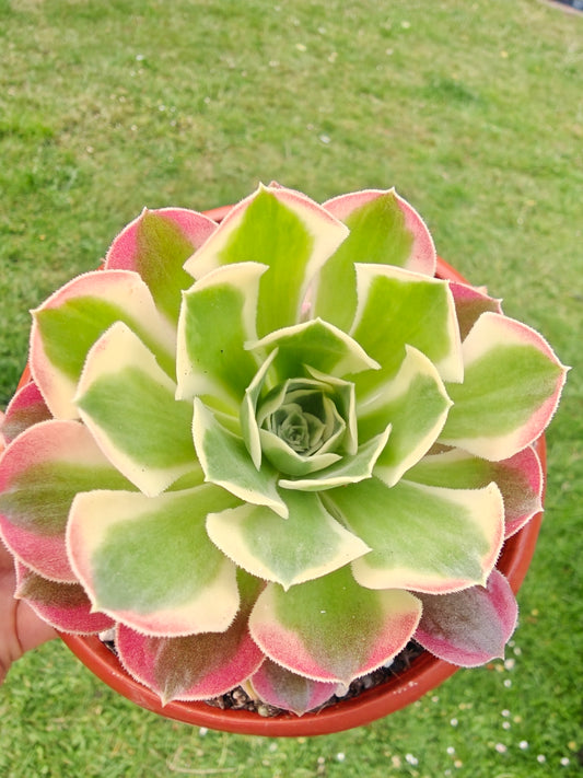 Aeonium Green Witch Variegated rooted 7cm in width UK only (Copy)
