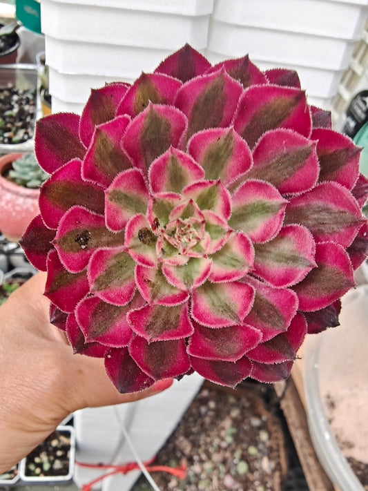 Aeonium Garnet White Variegated rooted 7cm in width UK only