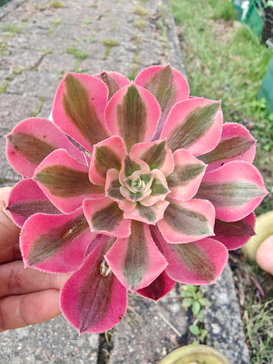 Aeonium Pink Witch Variegated rooted 7cm in width UK only