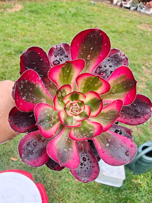 Aeonium Chanel rooted 7cm in width UK only
