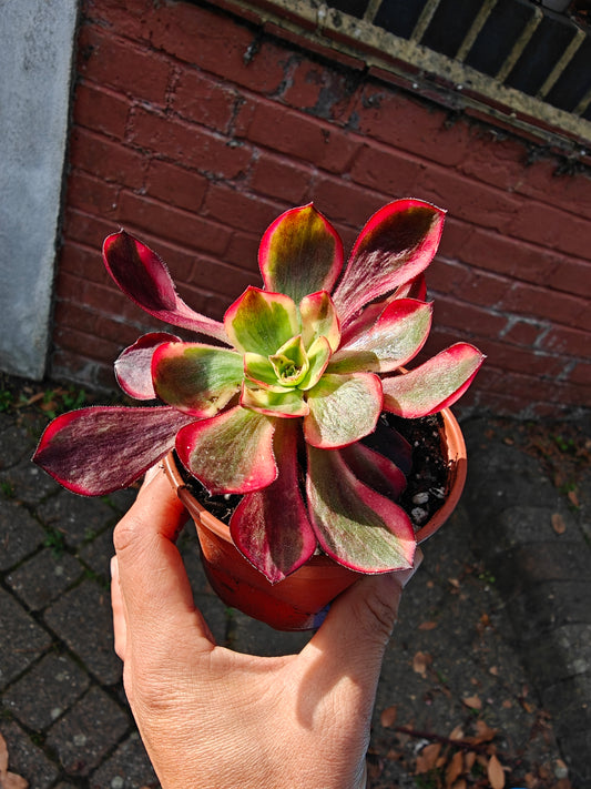 Aeonium Red Devil Beauty of  Voodoo Variegated rooted 6cm in width UK only