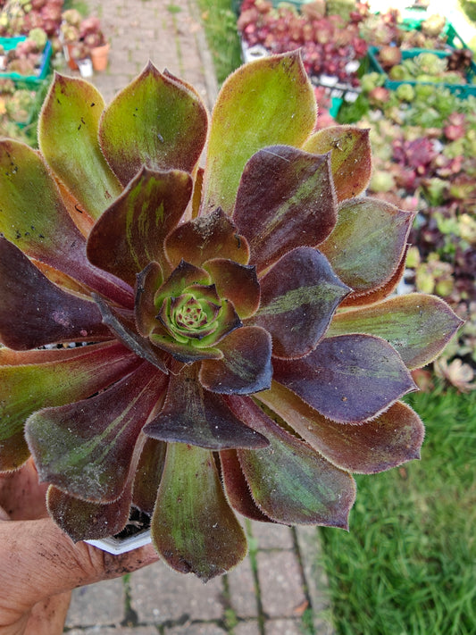 Aeonium Banlan Variegated rooted 7cm in width UK only