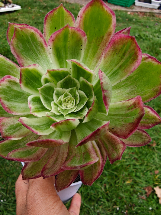 Aeonium Kaleidoscope Variegated rooted 11cm in width UK only