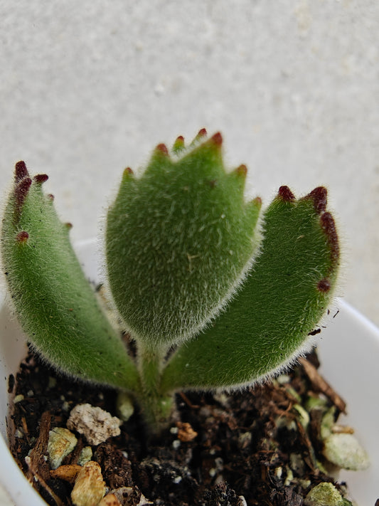 Bear Paw Succulent, Cotyledon tomentosa live succulent 3cm width