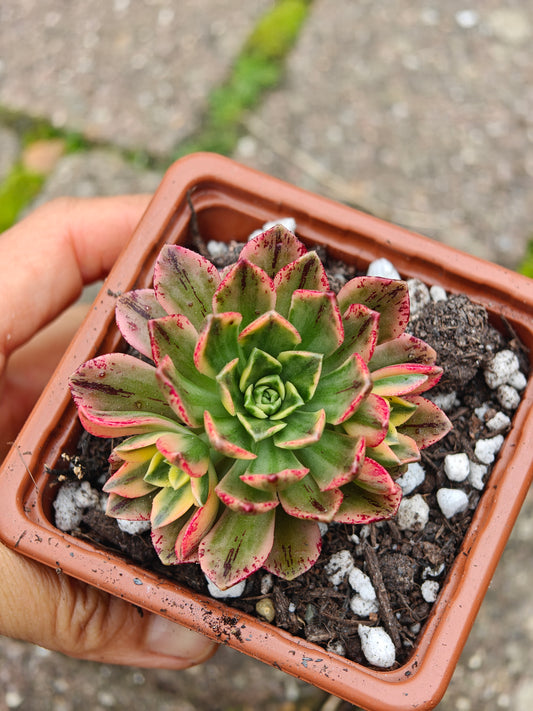 Aeonium Sweet Tea/ Green Tea Variegated rooted 5cm in width UK only