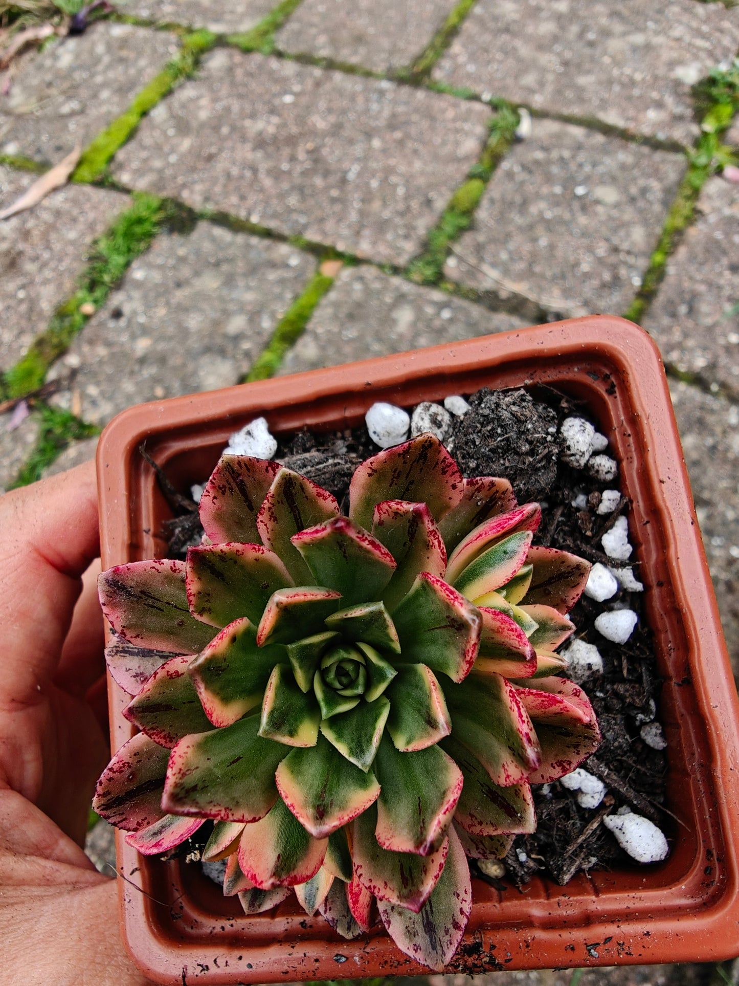 Aeonium Sweet Tea/ Green Tea Variegated rooted 5cm in width UK only