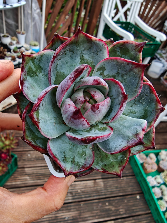 Echeveria Casio Lace Variegated rooted 7cm in width single head UK only