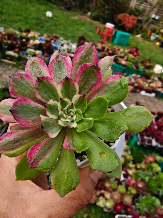 Aeonium Glow Worm Variegated rooted 7cm in width UK only