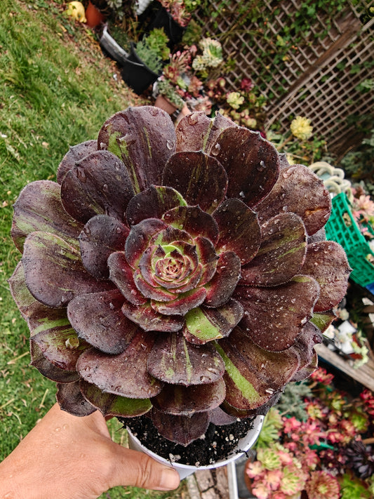 Aeonium Pulidonis Variegated rooted 12cm in width single head UK only