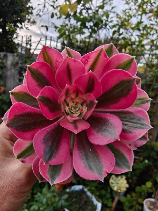 Aeonium Pink Lady Variegated rooted 7cm in width UK only