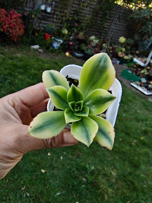 Aeonium Starburst Variegated rooted 5cm in width UK only