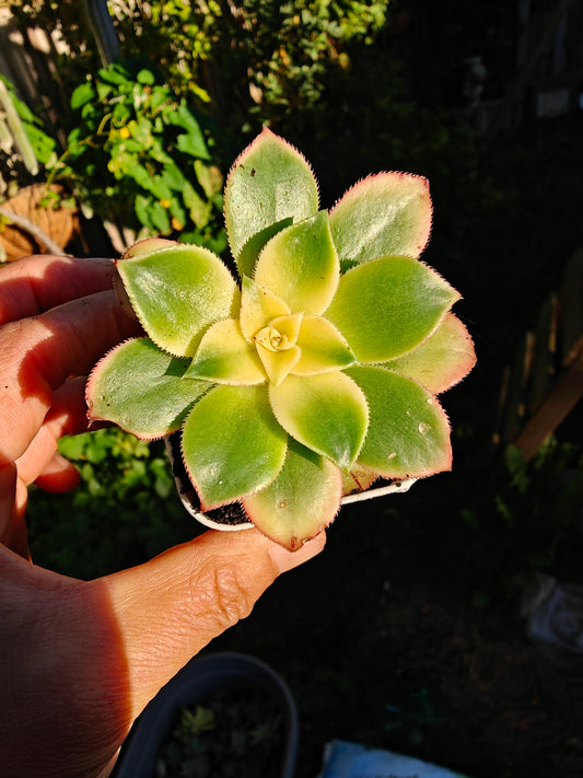 Aeonium Kiwi Tri color Variegated rooted 5cm in width UK only