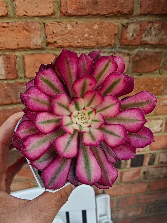 Aeonium Mardi Gras Variegated rooted 6cm in width single head UK only