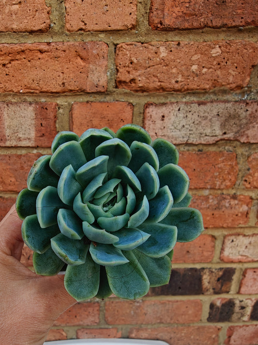 Echeveria Cream Berry rooted 5cm in width single head UK only