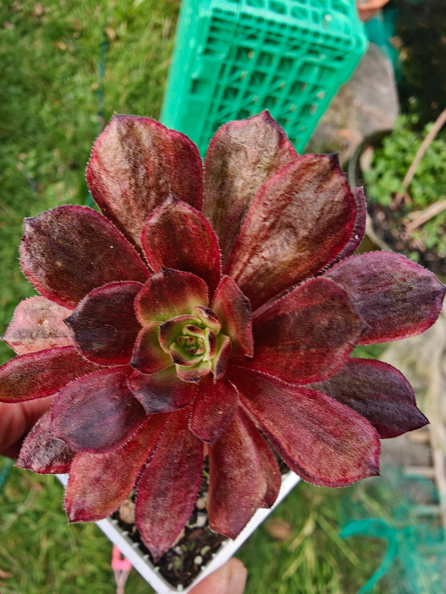 Aeonium Halloween Red Lace Variegated rooted 7cm in width single head UK only