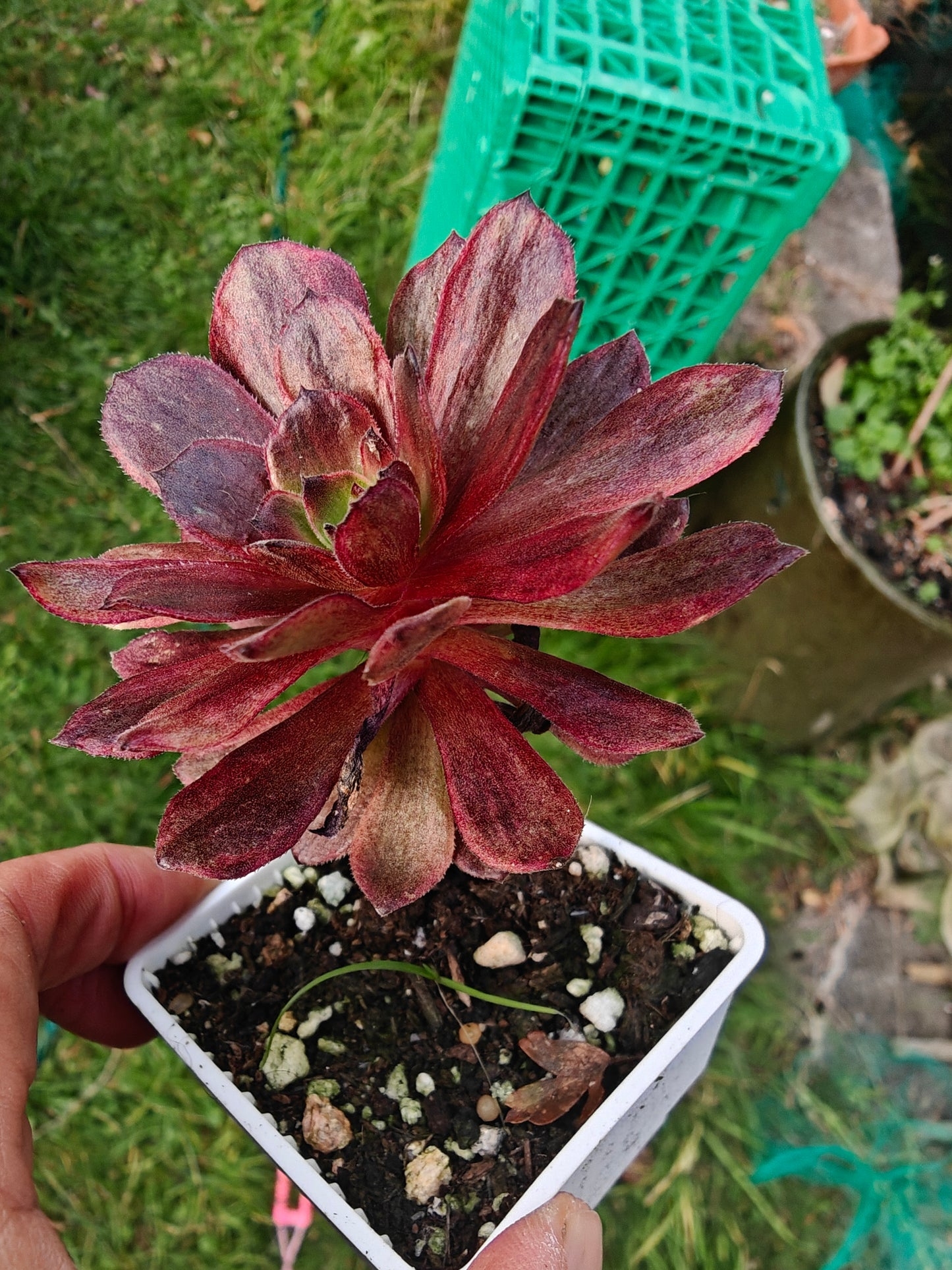 Aeonium Halloween Red Lace Variegated rooted 7cm in width single head UK only