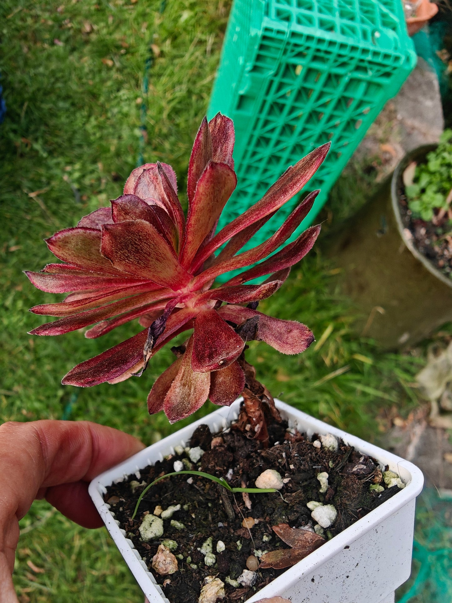 Aeonium Halloween Red Lace Variegated rooted 7cm in width single head UK only