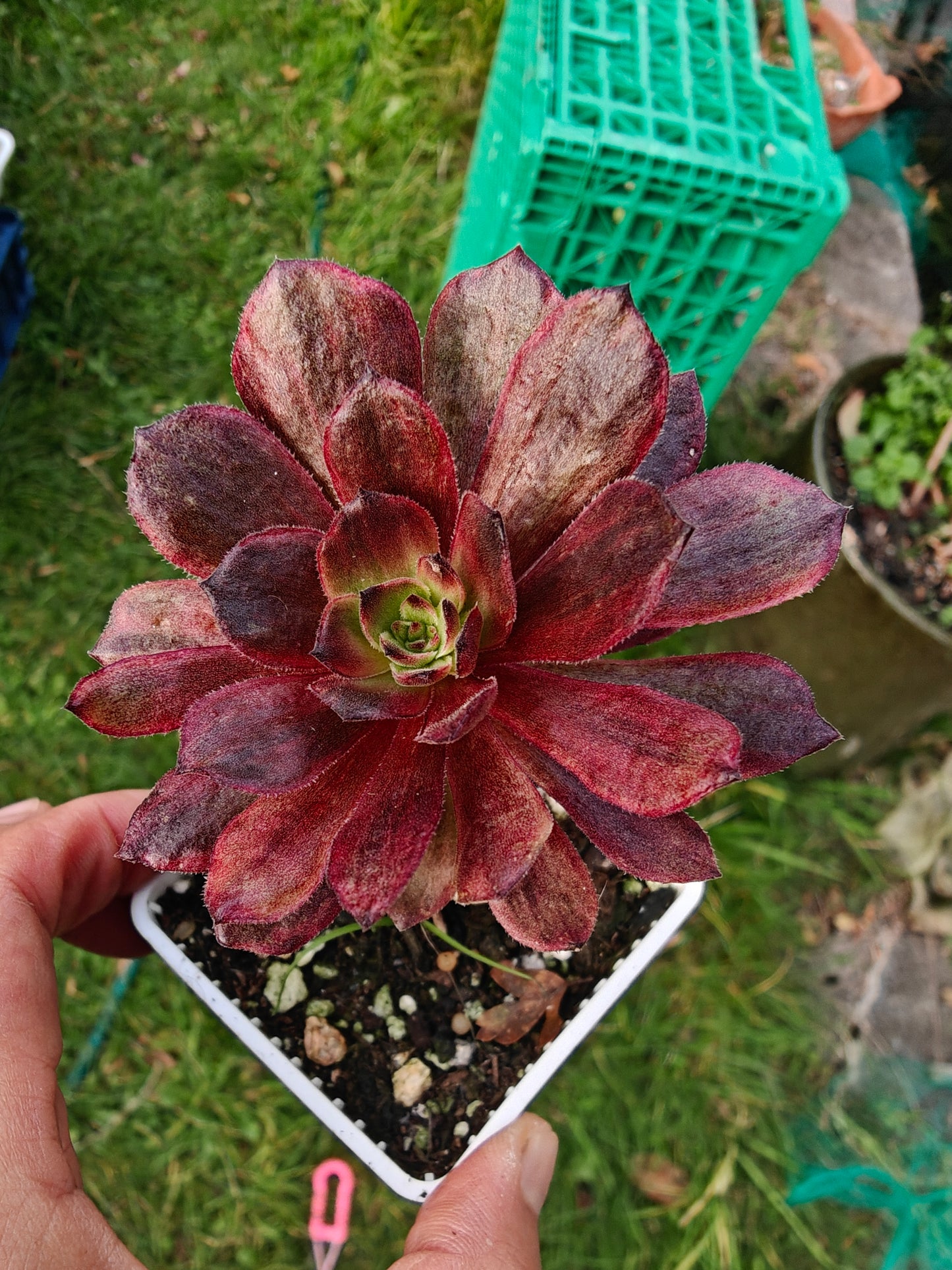 Aeonium Halloween Red Lace Variegated rooted 7cm in width single head UK only