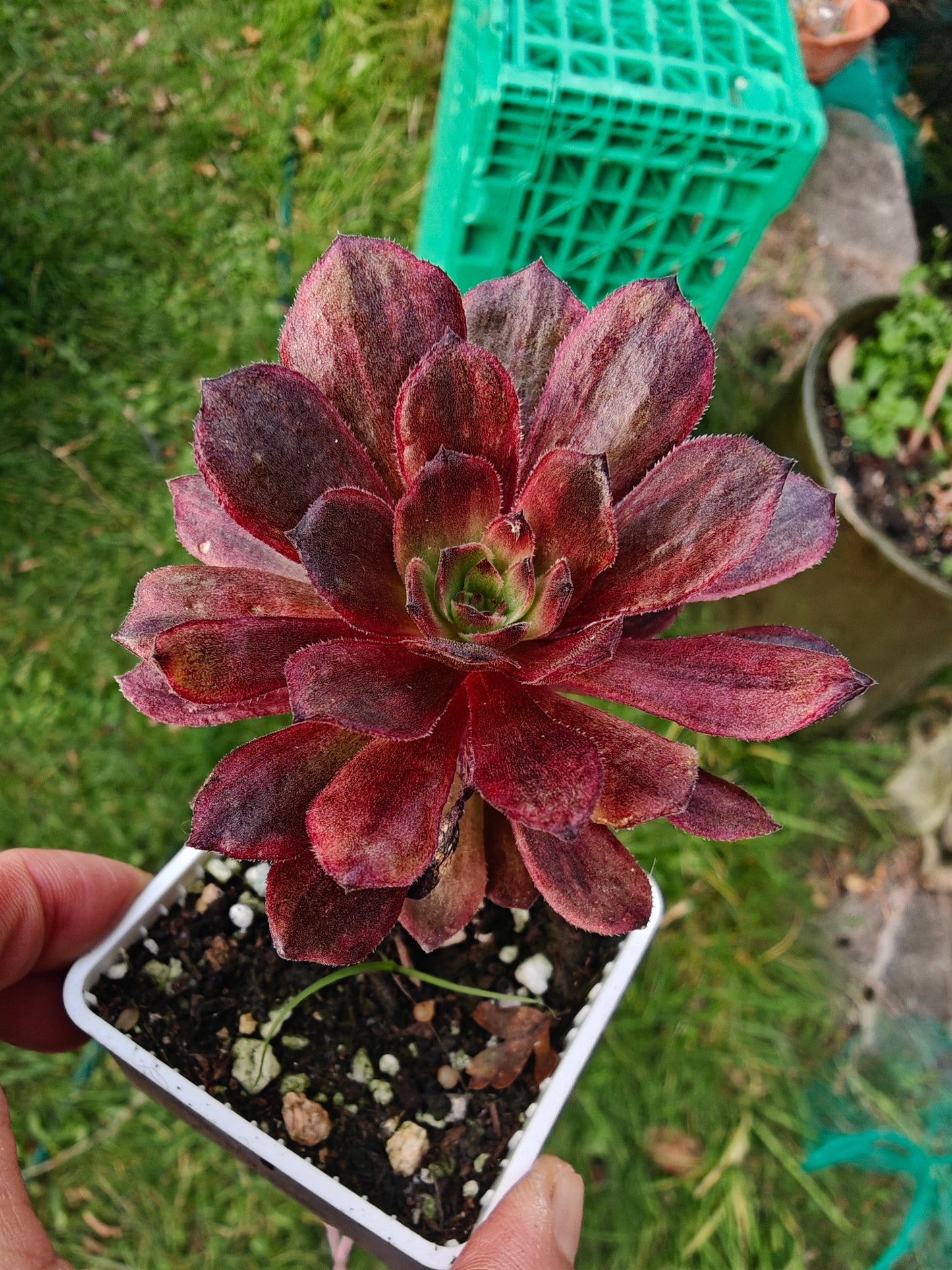 Aeonium Halloween Red Lace Variegated rooted 7cm in width single head UK only