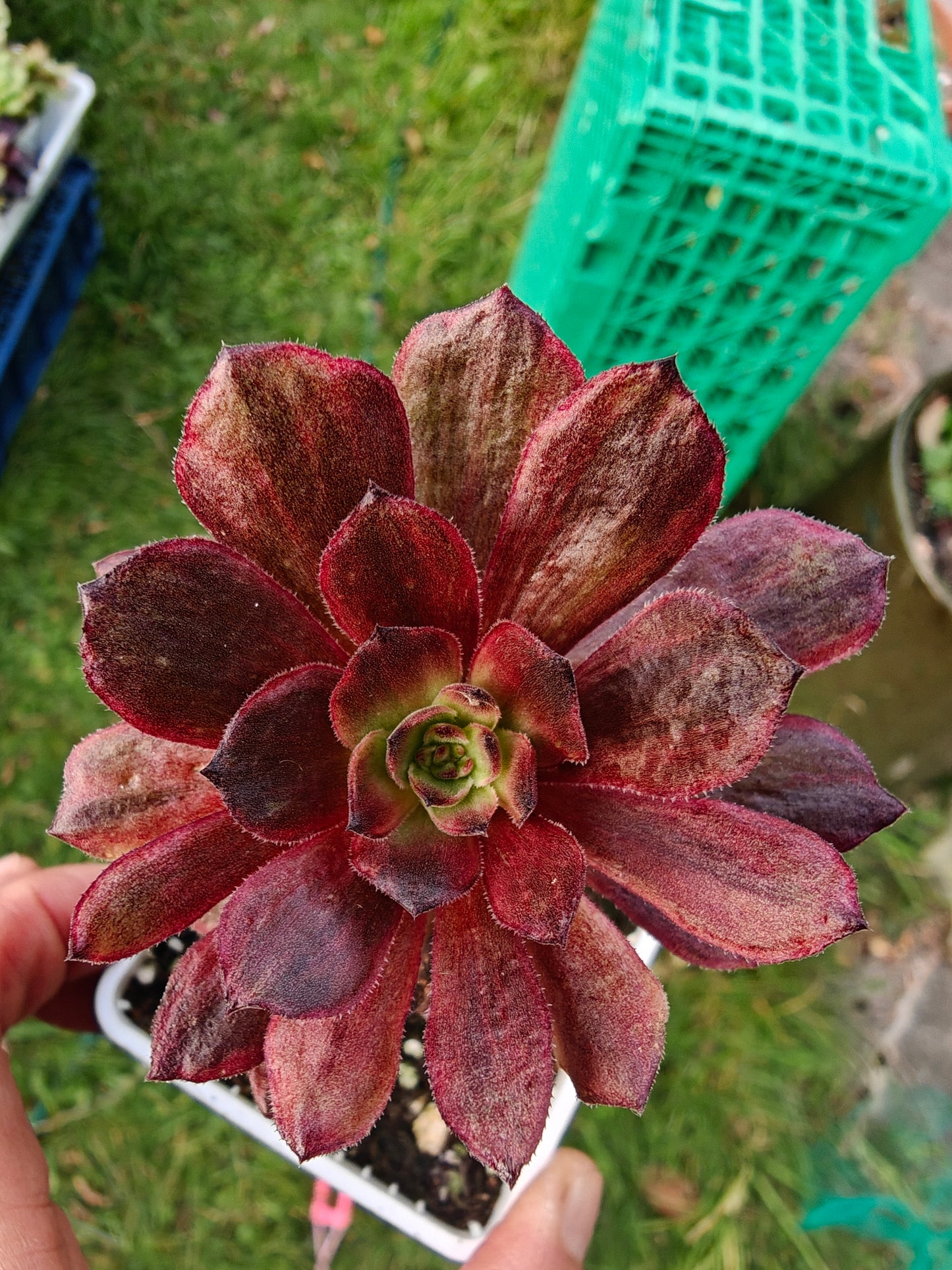 Aeonium Halloween Red Lace Variegated rooted 7cm in width single head UK only
