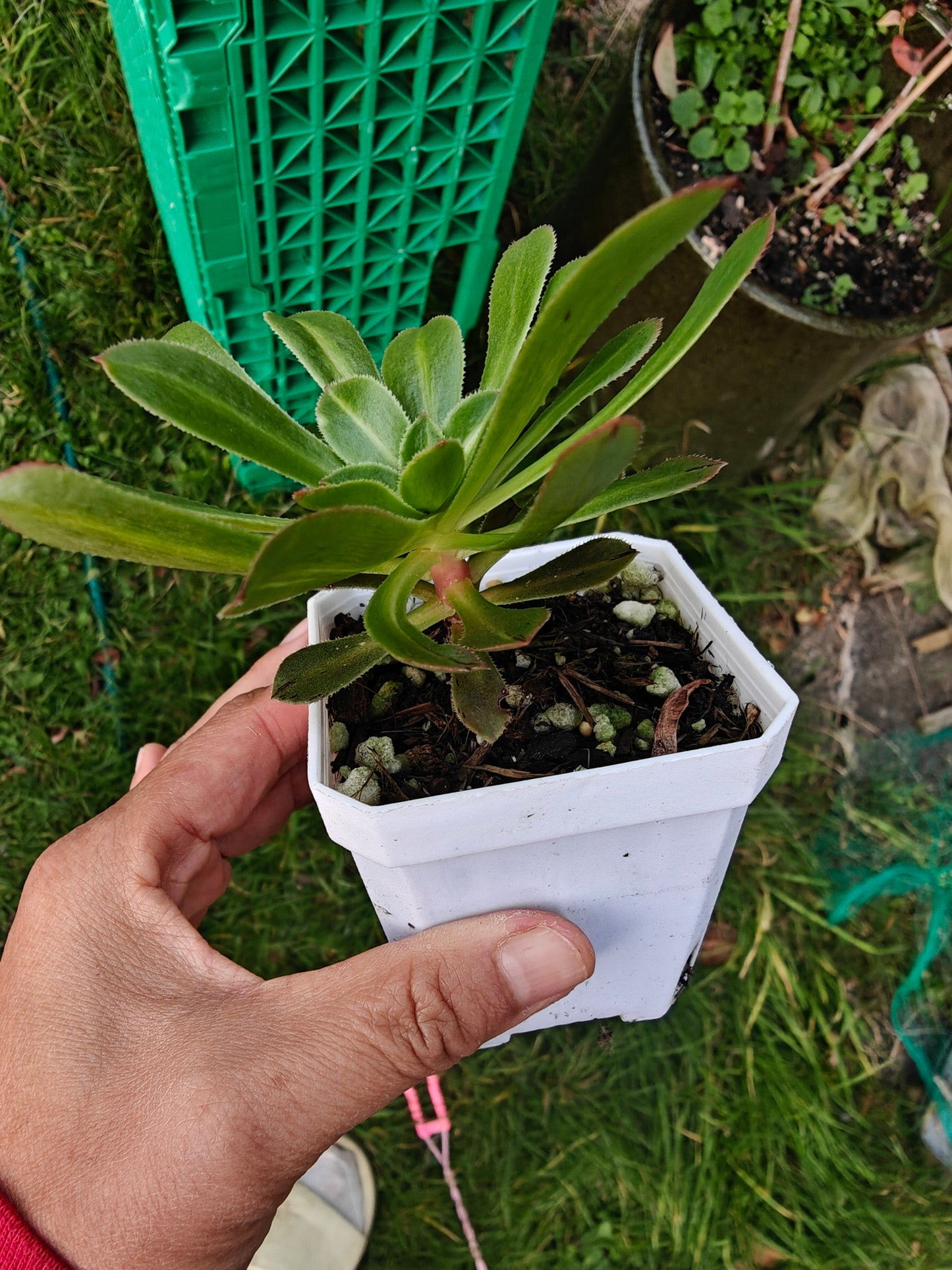 Aeonium Jadiete Glass Variegated rooted 7cm in width single head UK only