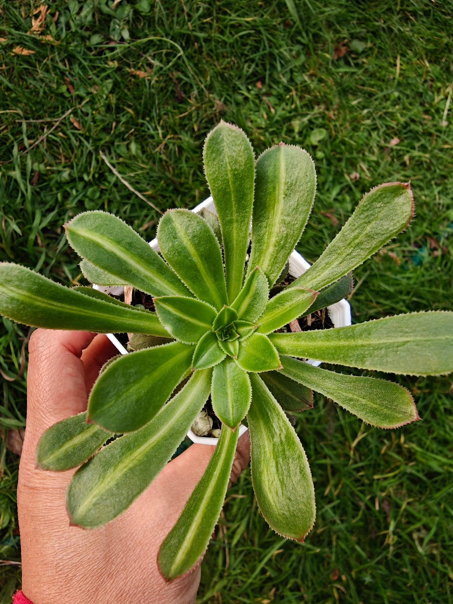 Aeonium Jadiete Glass Variegated rooted 7cm in width single head UK only