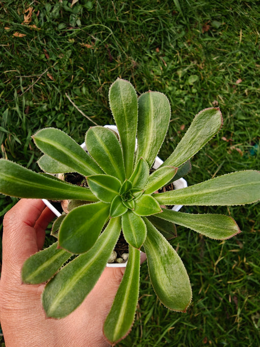 Aeonium Jadiete Glass Variegated rooted 7cm in width single head UK only