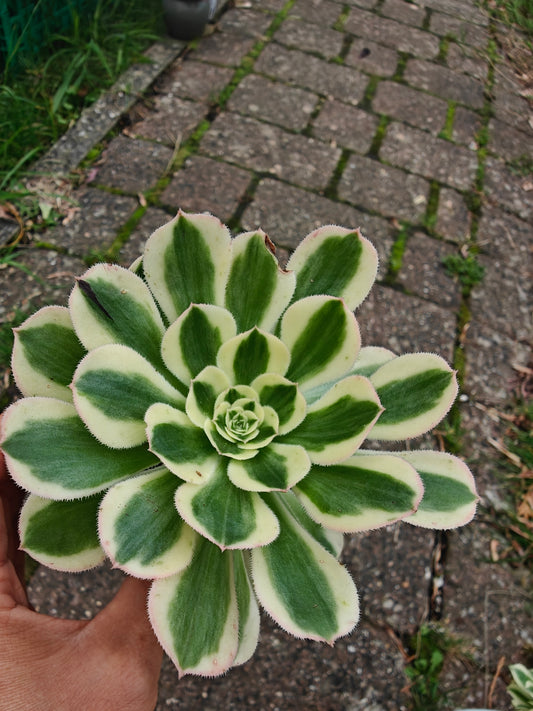 Aeonium Porsche Variegated rooted 7cm in width single head UK only