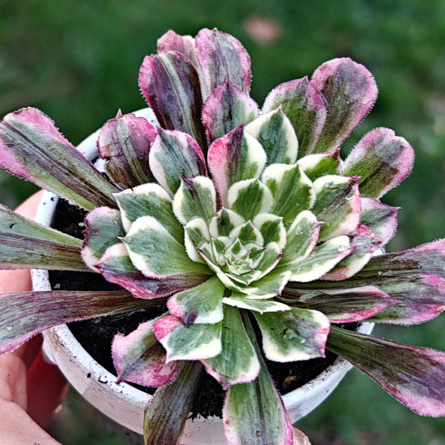 Aeonium TongHuaShun rooted 7cm in width UK only