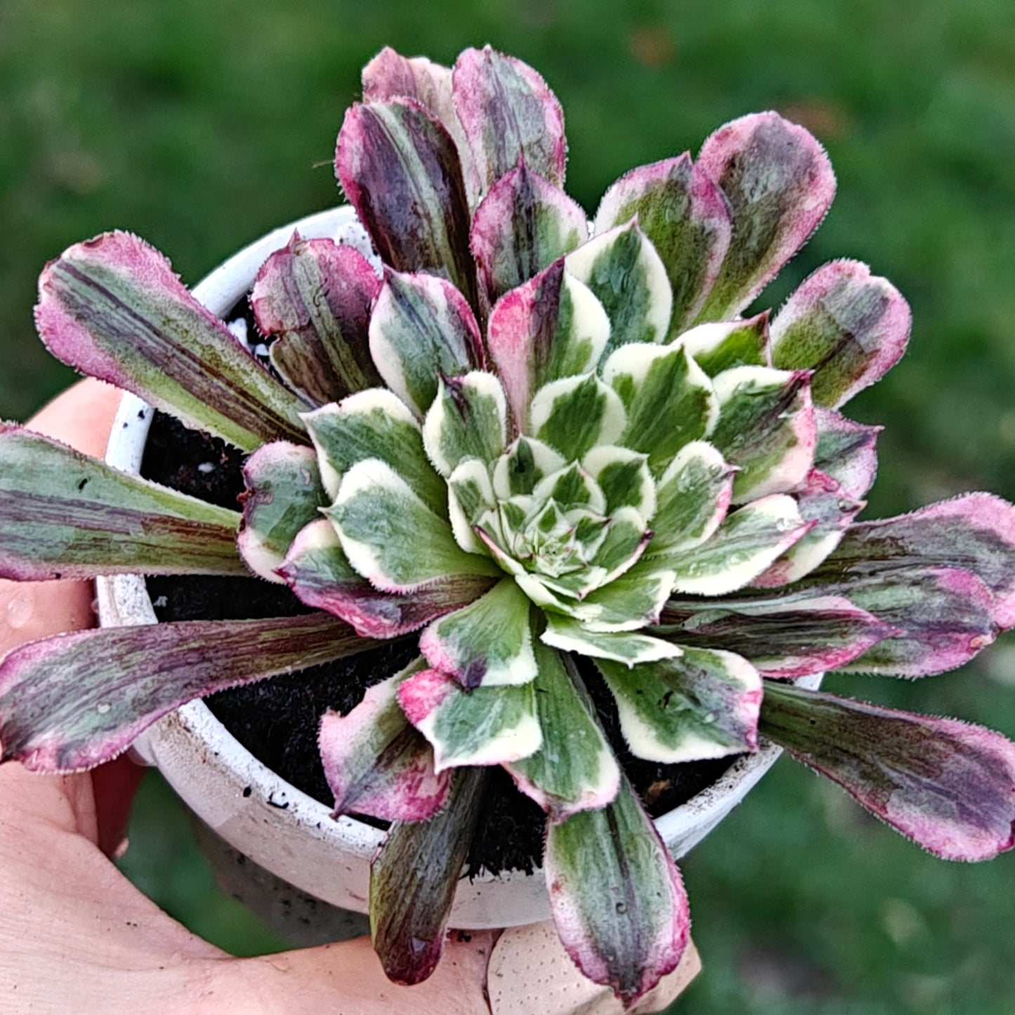 Aeonium TongHuaShun rooted 7cm in width UK only