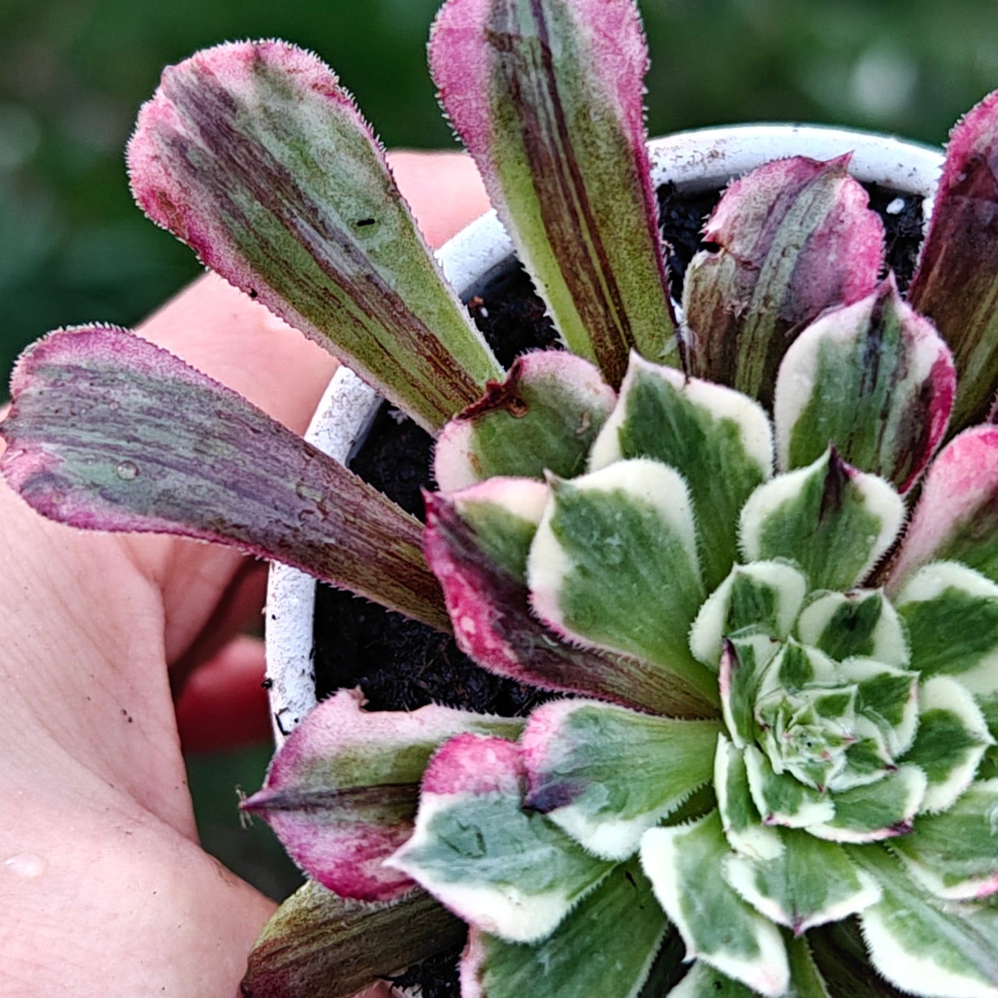 Aeonium TongHuaShun rooted 7cm in width UK only