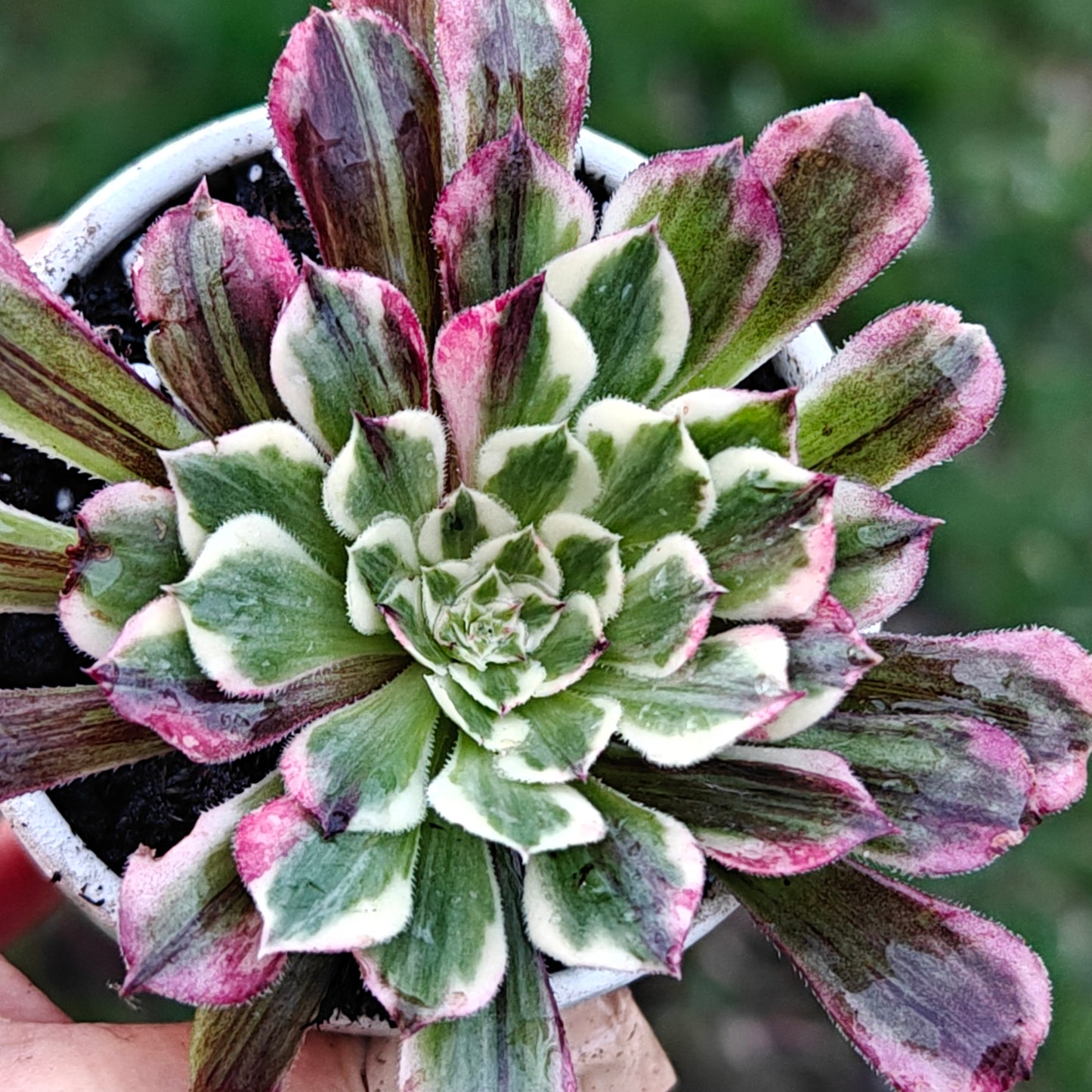 Aeonium TongHuaShun rooted 7cm in width UK only