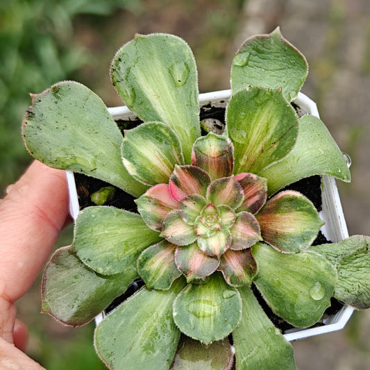 Aeonium Shooting Stars rooted 7cm in width UK only