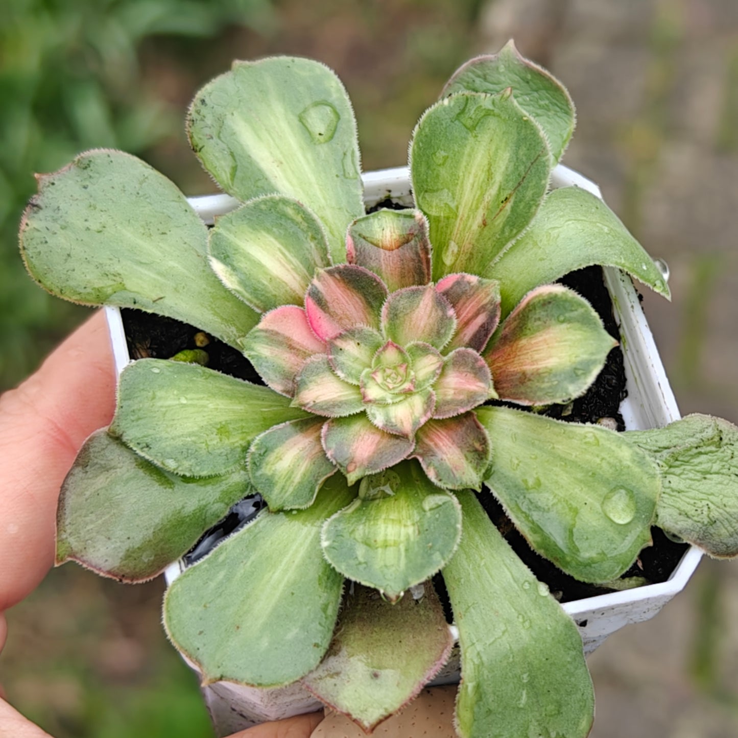 Aeonium Shooting Stars rooted 7cm in width UK only