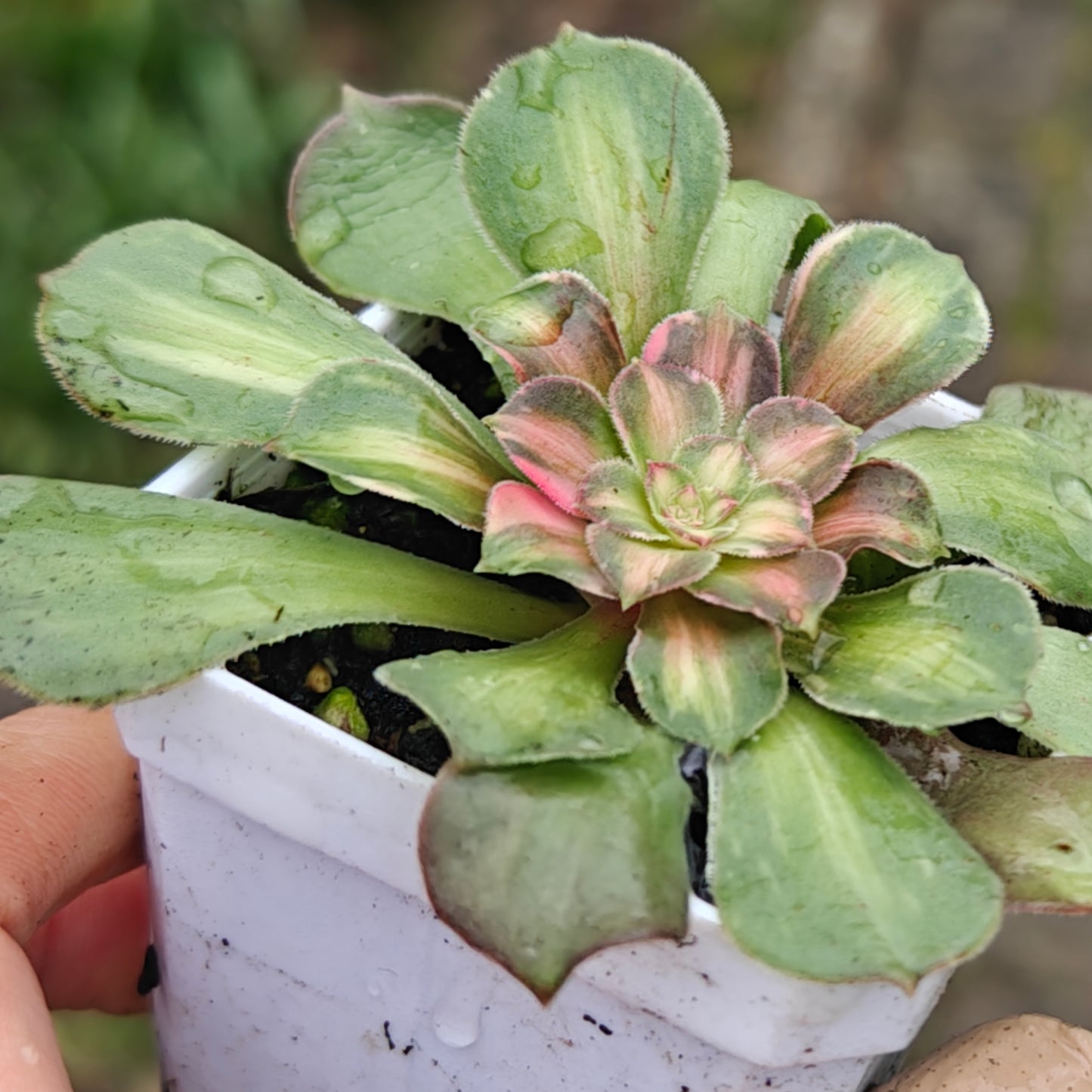 Aeonium Shooting Stars rooted 7cm in width UK only