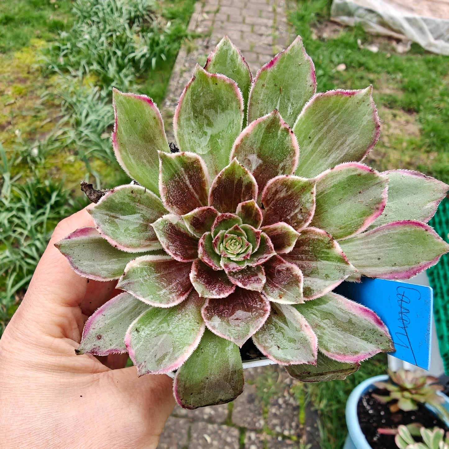 Aeonium Black Devil variegated rooted 7cm in width UK only