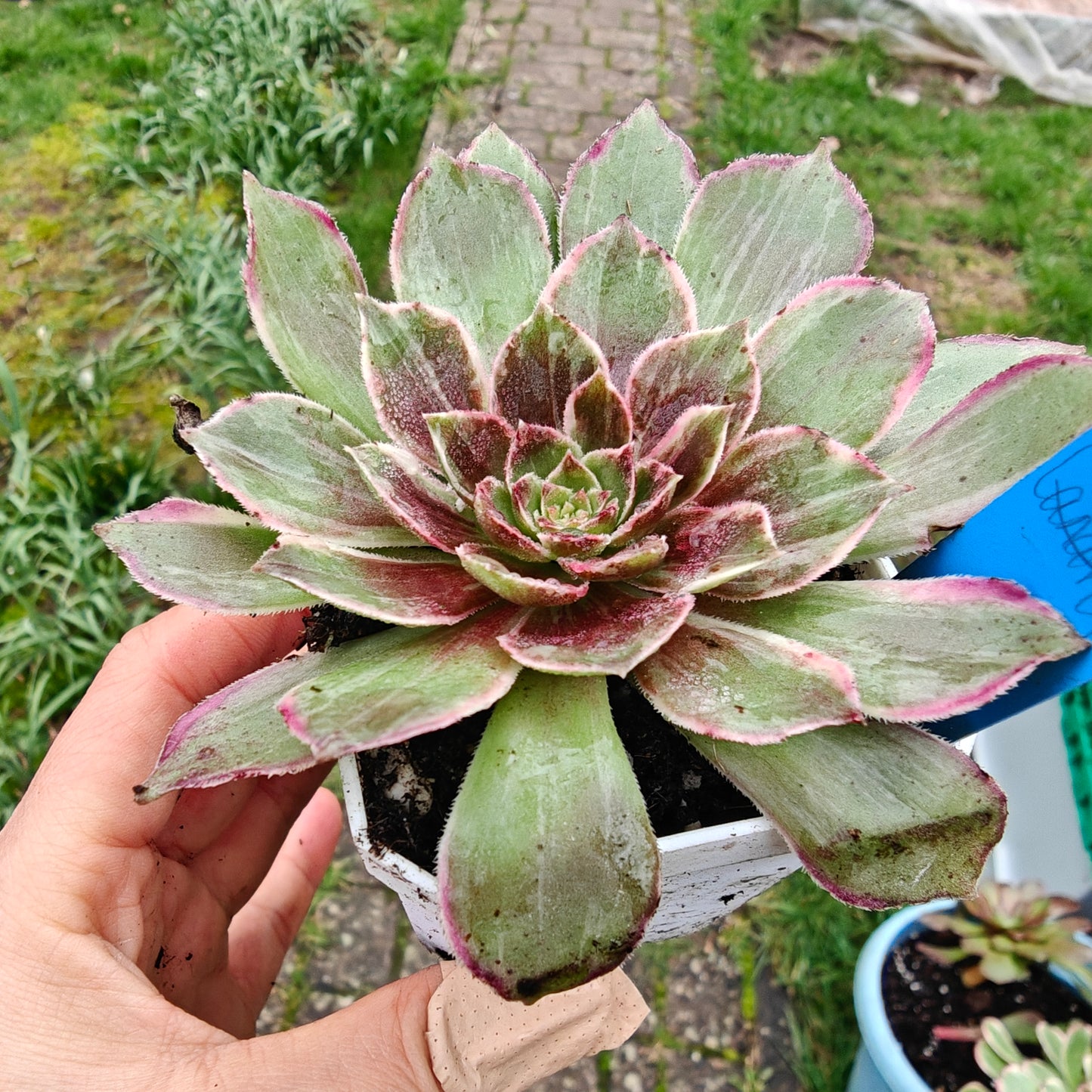 Aeonium Black Devil variegated rooted 7cm in width UK only
