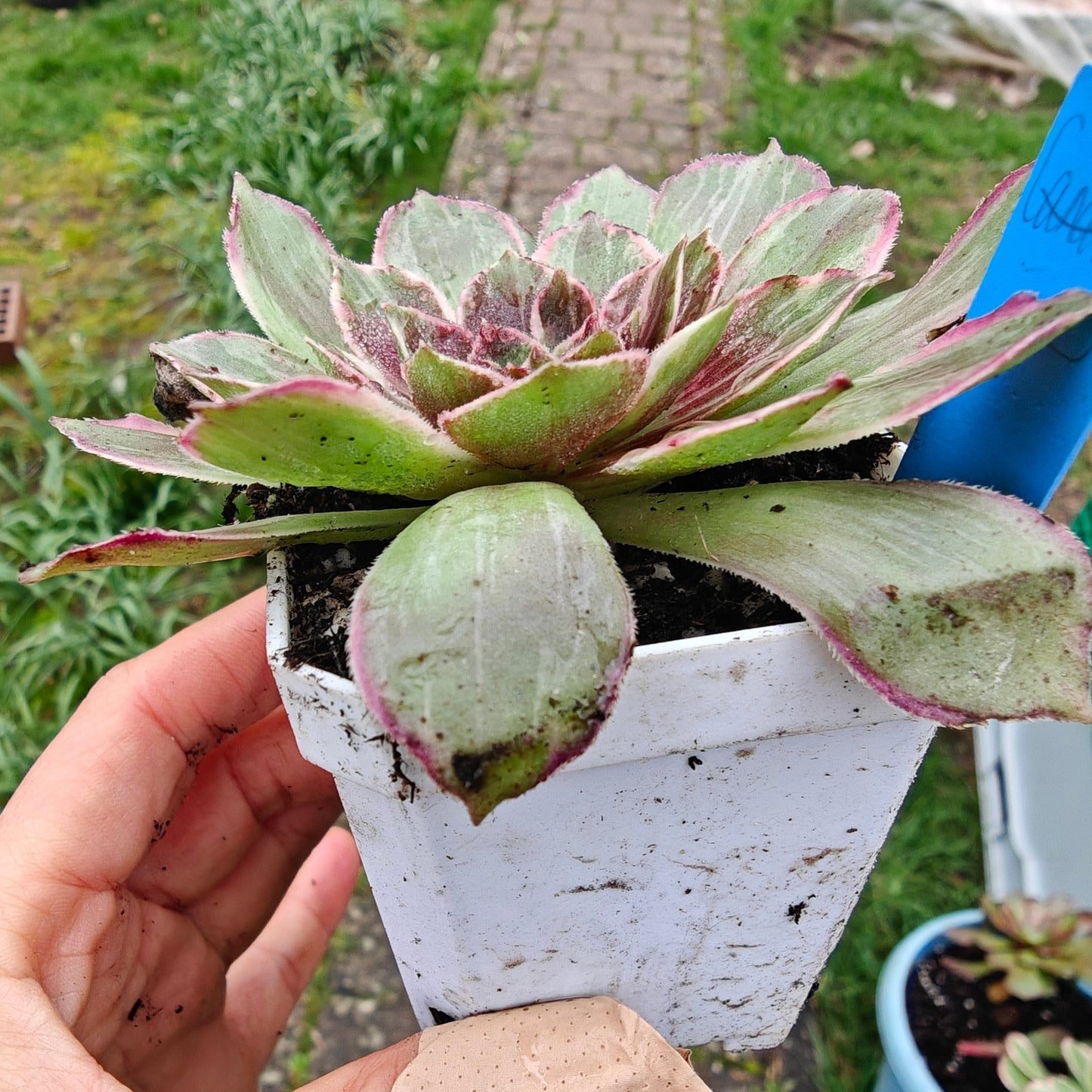Aeonium Black Devil variegated rooted 7cm in width UK only