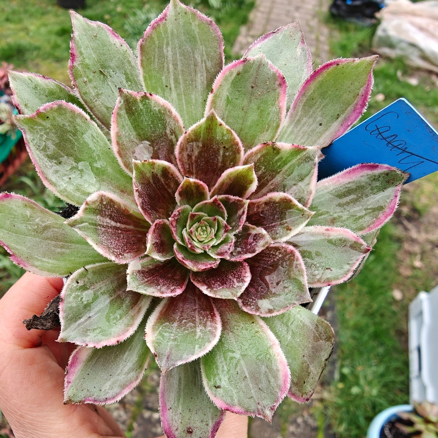 Aeonium Black Devil variegated rooted 7cm in width UK only