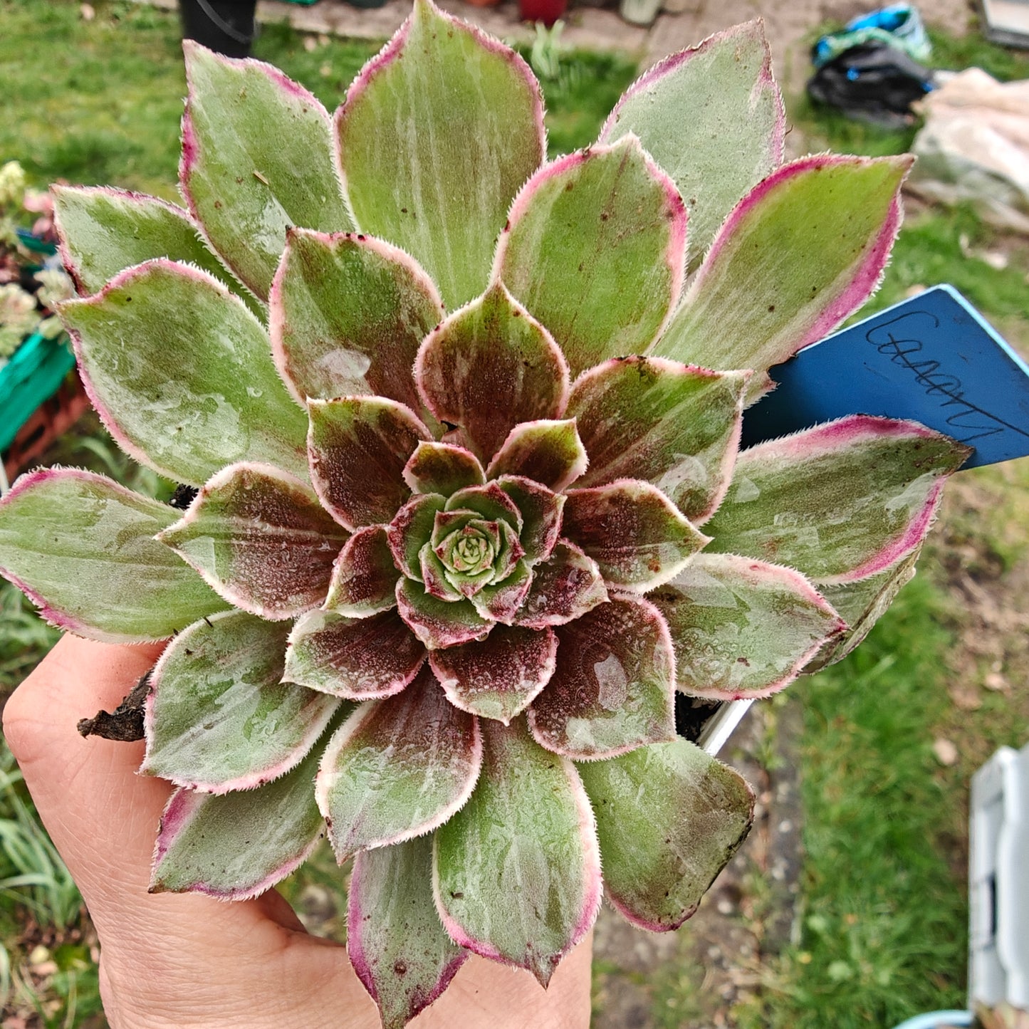 Aeonium Black Devil variegated rooted 7cm in width UK only