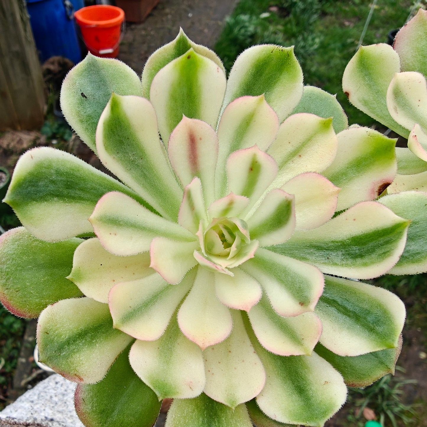 Aeonium Neptune Variegated rooted 7cm in width UK only