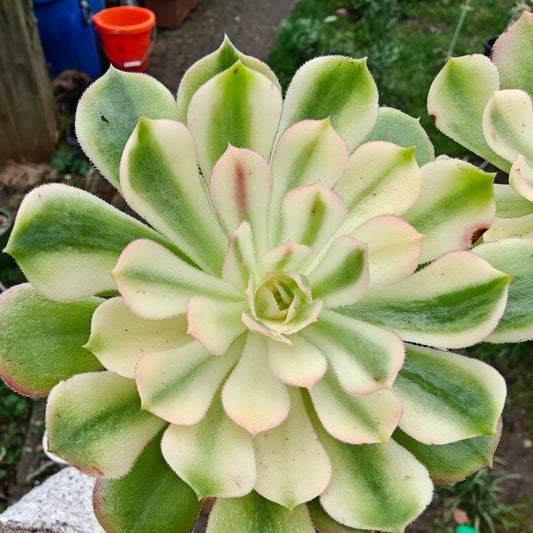 Aeonium Neptune Variegated rooted 7cm in width UK only