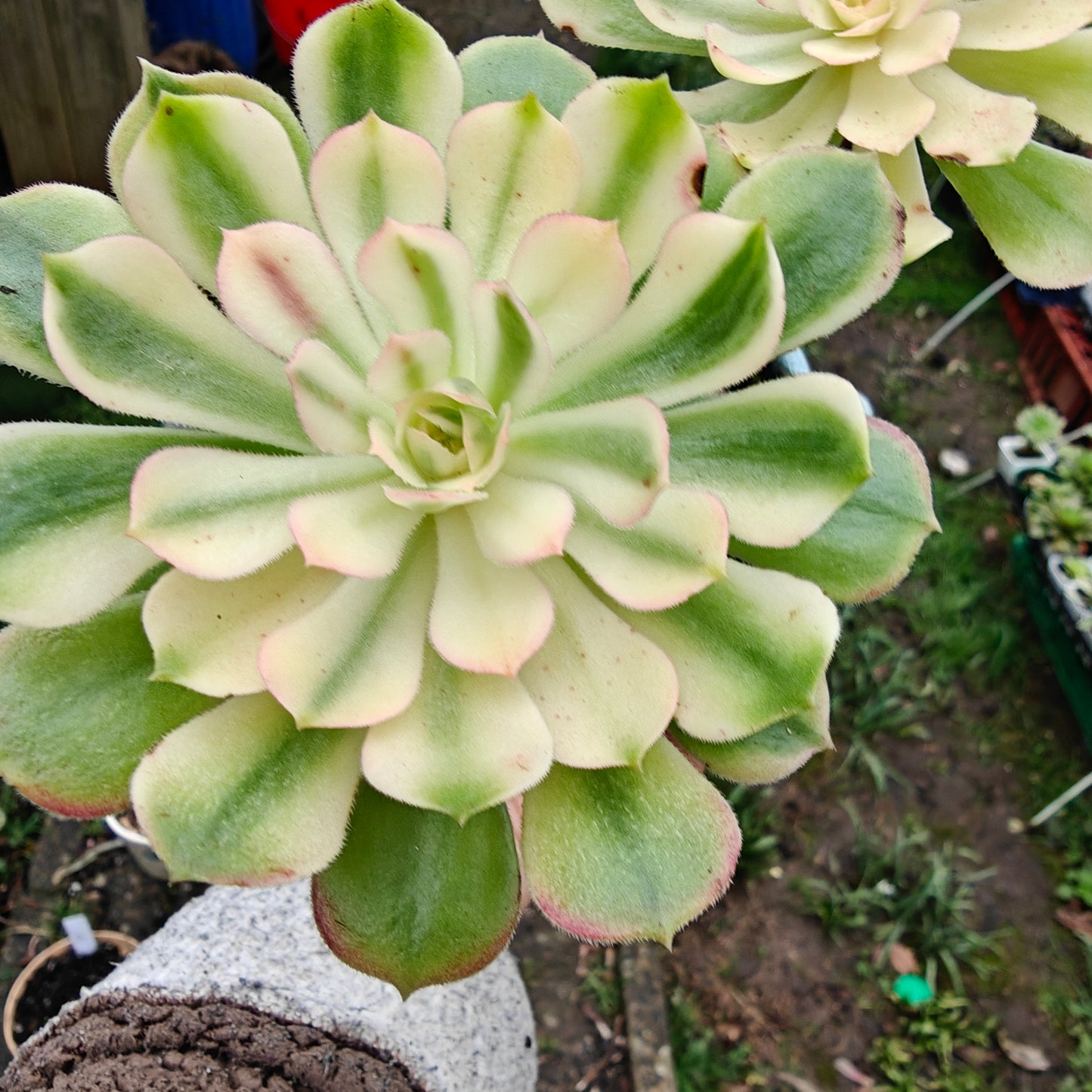 Aeonium Neptune Variegated rooted 7cm in width UK only