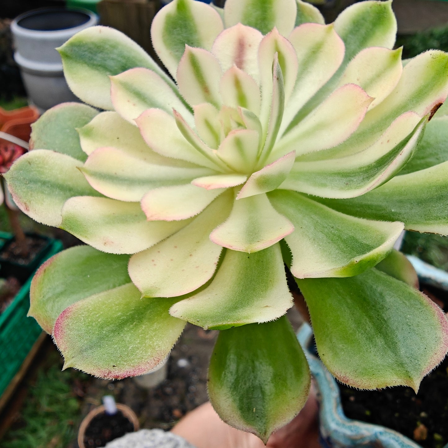 Aeonium Neptune Variegated rooted 7cm in width UK only