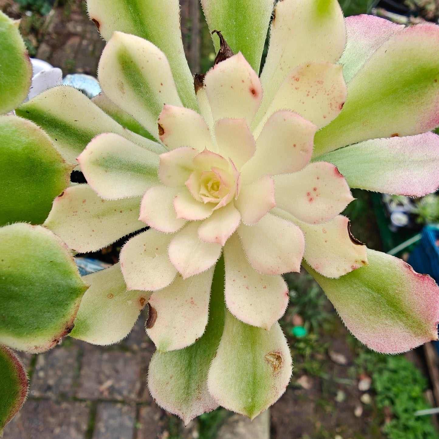 Aeonium Neptune Variegated rooted 7cm in width UK only