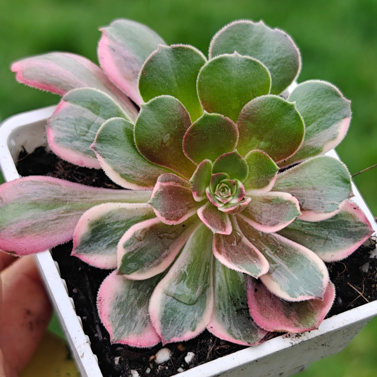 Aeonium Banshee variegated rooted 7cm in width multi heads UK only